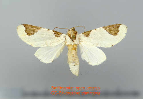 Malocampa lemoulti