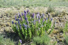 Penstemon glaber brandegeei