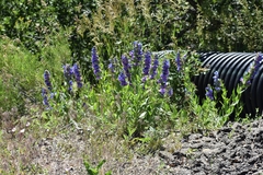 Penstemon glaber brandegeei