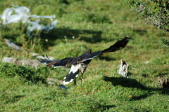 Daptrius albogularis