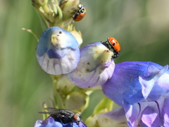 Penstemon glaber brandegeei