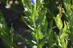 Penstemon glaber brandegeei