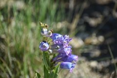 Penstemon glaber brandegeei