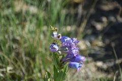 Penstemon glaber brandegeei