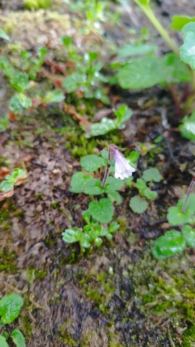 Image of Ourisia Breviflora (Ourisia breviflora) by no rights reserved