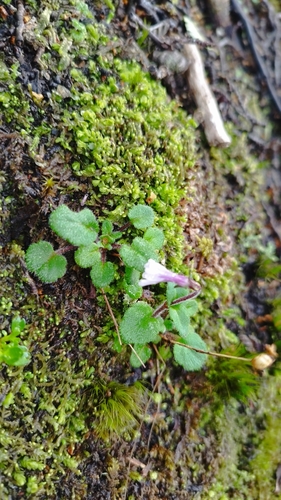 Image of Ourisia Breviflora (Ourisia breviflora) by no rights reserved