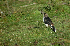 Daptrius albogularis