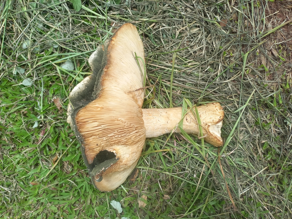 Macrocybe titans · January 2025 · photo: © vincentvosriberalta (iNaturalist, cc-by)