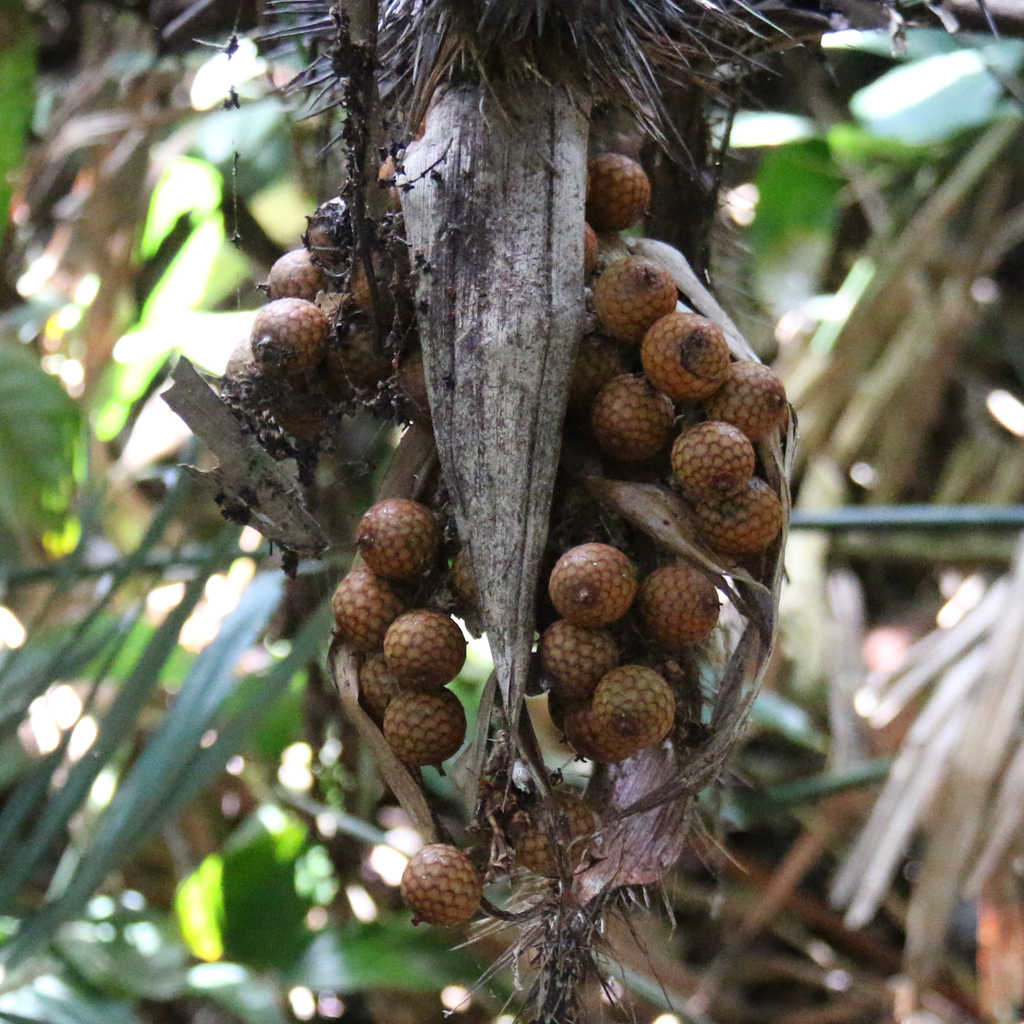 Calamus melanochaetes (Calamus melanochaetes)