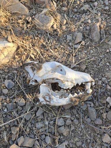 Coyote photographed in Arizona