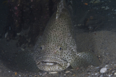 Epinephelus malabaricus