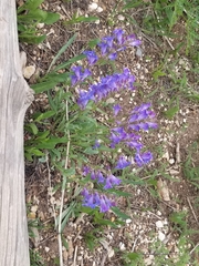 Penstemon leiophyllus