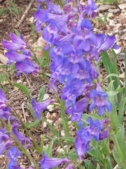Penstemon leiophyllus