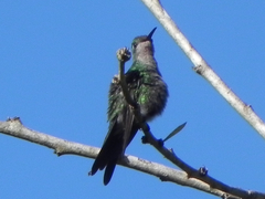 Riccordia ricordii