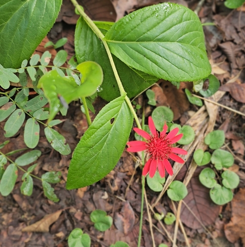 Erythrocephalum longifolium