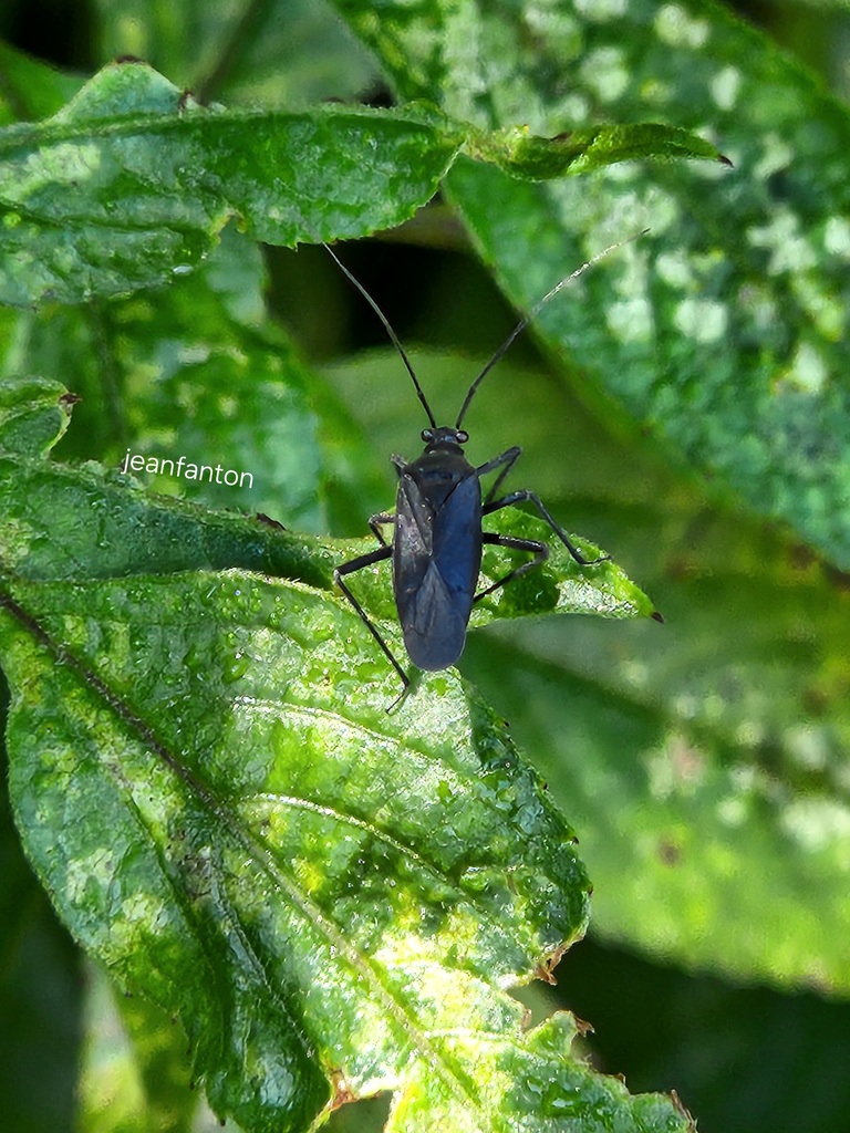 Prepops itatiaiensis