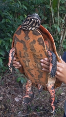 Guianan Side-Necked Turtle photo 2