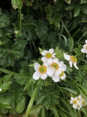 Anemonastrum