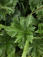 Anemonastrum