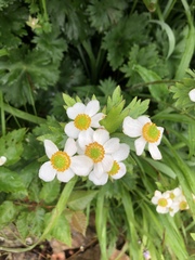 Anemonastrum