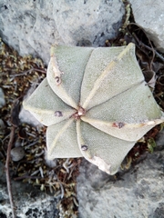 Astrophytum myriostigma