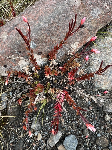 Epilobium glabellum (Epilobium glabellum)
