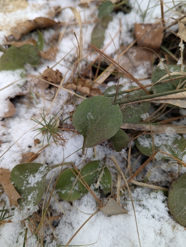 Foto de Pyrola