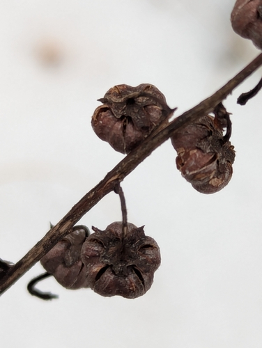 Foto de Pyrola