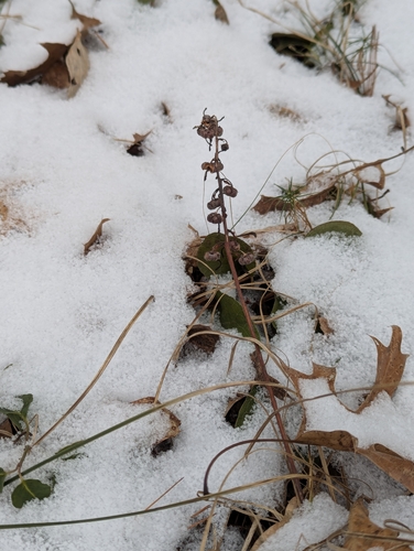 Foto de Pyrola