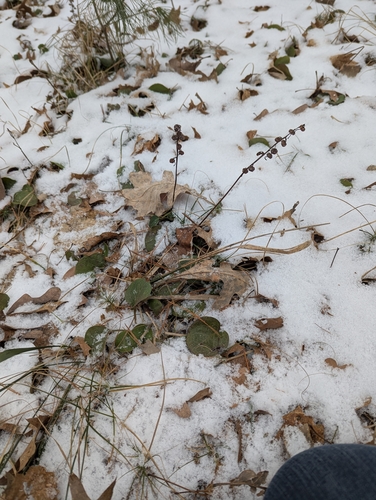 Foto de Pyrola