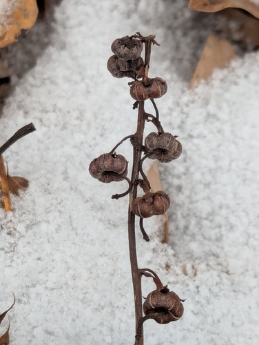 Foto de Pyrola