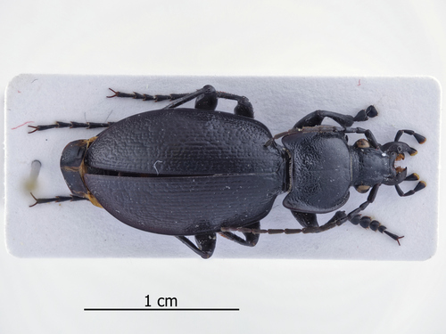 Carabus phoenix
