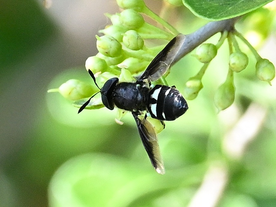 Hoplitimyia subalba