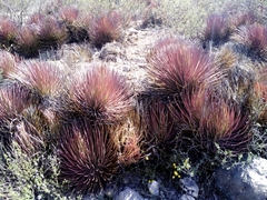 Agave striata striata