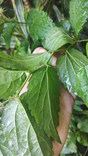 Foto de Espargueira