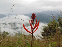 Erythrina leptorhiza