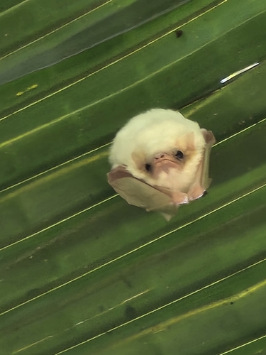 Northern Ghost Bat