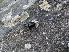 Osmoderma eremicola