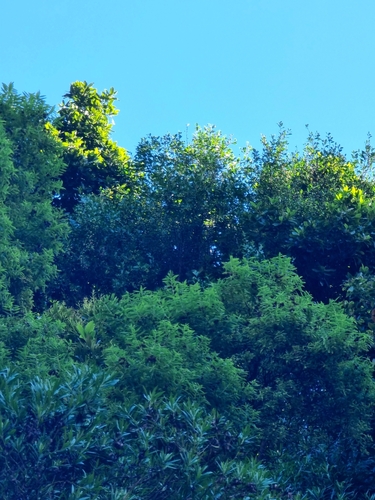 Image of Hypericum canariense by (c) Vítor Jorge, some rights reserved (CC BY)