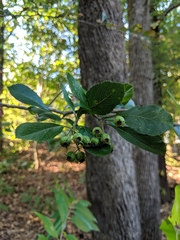 Crataegus berberifolia