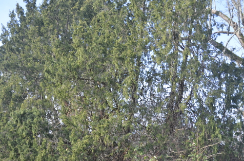 Image of Juniperus maritima by (c) Liam Steele, some rights reserved (CC BY)