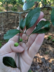 Crataegus berberifolia