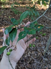 Crataegus berberifolia