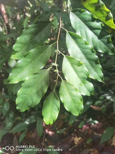 Ruptiliocarpon caracolito (Ruptiliocarpon caracolito)