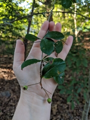 Crataegus berberifolia