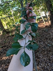 Crataegus berberifolia