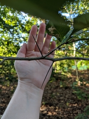 Crataegus berberifolia