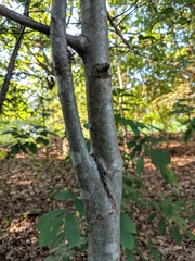 Crataegus berberifolia