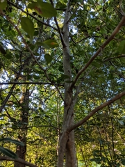 Crataegus berberifolia