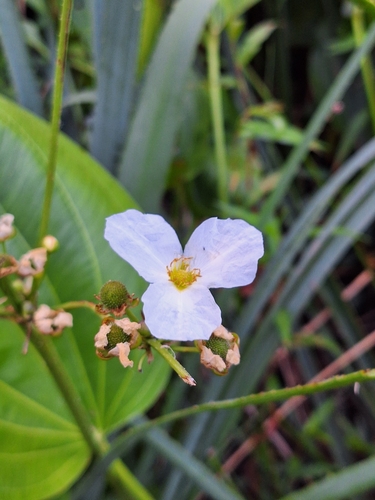 Foto de Amazônia
